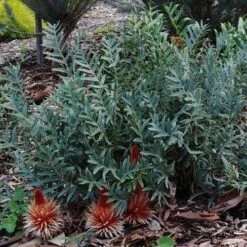 Banksia Blechnifolia -Green Plant Corner banksia candles mt barker crop