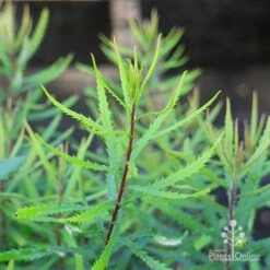 Banksia Spinulosa - Hairpin Banksia -Green Plant Corner banksia spinulosa foliage