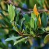 Laurus Miles Choice - Bay Tree -Green Plant Corner bay leaves