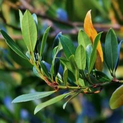 Laurus Miles Choice - Bay Tree