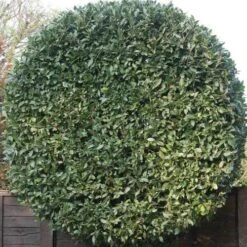 Laurus Miles Choice - Bay Tree 7 Laurus Miles Choice - Bay Tree -Green Plant Corner baytree flickr brian snelson 500