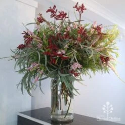 Anigozanthos Big Red - Kangaroo Paw -Green Plant Corner big red arrangement
