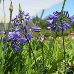 Agapanthus Bingo Blue -Green Plant Corner bingo at nursery