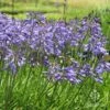 Agapanthus Bingo Blue 2 Agapanthus Bingo Blue -Green Plant Corner bingo blue full flower