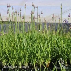 Agapanthus Bingo Blue -Green Plant Corner bingo blue mighty