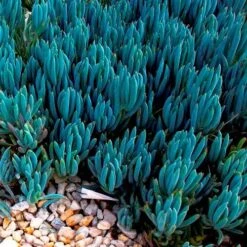 Senecio Chalk Sticks - Succulent -Green Plant Corner blue chalk sticks groundcover