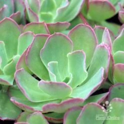 Echeveria Blue Curls - Succulent 10 Echeveria Blue Curls - Succulent -Green Plant Corner blue curls 500