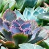Echeveria Blue Curls - Succulent 2 Echeveria Blue Curls - Succulent -Green Plant Corner blue curls crop