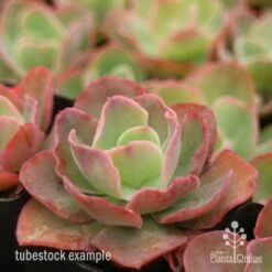 Echeveria Blue Curls - Succulent 11 Echeveria Blue Curls - Succulent -Green Plant Corner blue curls side