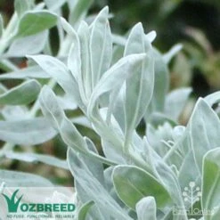 Eremophila Blue Horizon - Emu Bush -Green Plant Corner blue horizon close