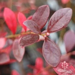 Blueberry Sunshine Blue -Green Plant Corner blueberry sunshine autumn colour