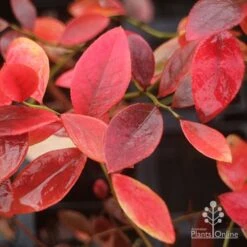 Blueberry Sunshine Blue -Green Plant Corner blueberry sunshine blue autumn colour