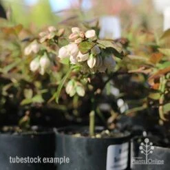 Blueberry Sunshine Blue -Green Plant Corner blueberry tubestock in flower