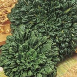 Bok Choi - Seed 7 Bok Choi - Seed -Green Plant Corner bok choi