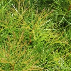 Grevillea Bon Accord -Green Plant Corner bon accord grevillea foliage