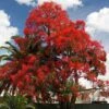 Illawarra Flame Tree - Brachychiton -Green Plant Corner brachychiton acerifolius