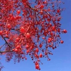 Illawarra Flame Tree - Brachychiton 18 Illawarra Flame Tree - Brachychiton -Green Plant Corner brachychiton acerifolius flower