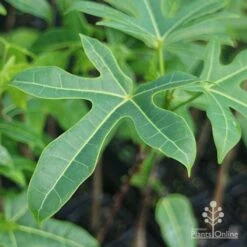 Illawarra Flame Tree - Brachychiton 20 Illawarra Flame Tree - Brachychiton -Green Plant Corner brachychiton acerifolius leaf