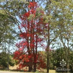 Illawarra Flame Tree - Brachychiton 21 Illawarra Flame Tree - Brachychiton -Green Plant Corner brachychiton flame tree waterfall