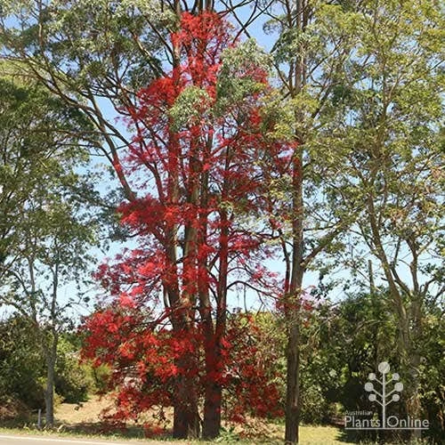 Illawarra Flame Tree - Brachychiton 10 Illawarra Flame Tree - Brachychiton - Image 8