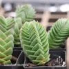 Crassula Buddha’s Temple - Succulent 1 Crassula Buddha’s Temple - Succulent -Green Plant Corner buddhas temple tubestock