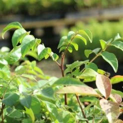 Burdekin Plum - Pleiogynium 22 Burdekin Plum - Pleiogynium -Green Plant Corner burdekin shoot