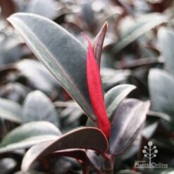 Ficus Elastica Burgundy - Rubber Plant -Green Plant Corner burgundy new leaf red