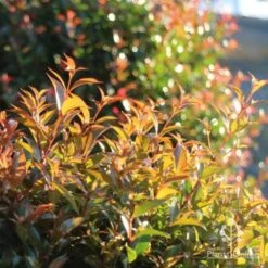 Syzygium Bush Christmas - Lilly Pilly -Green Plant Corner bush christmas sunlit