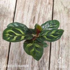 Calathea Makoyana - Peacock Plant -Green Plant Corner calathea makoyane leaf 1