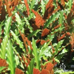 Calathea Rufibarba - Velvet Calathea -Green Plant Corner calathea sunlit 500 1