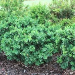 Callistemon Better John -Green Plant Corner callistemon better john bushes