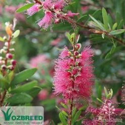 Callistemon Candy Burst 27 Callistemon Candy Burst -Green Plant Corner callistemon candy burst