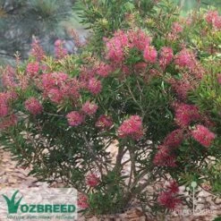 Callistemon Candy Burst 28 Callistemon Candy Burst -Green Plant Corner callistemon candy burst bush