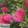 Callistemon Fluro Burst 2 Callistemon Fluro Burst -Green Plant Corner callistemon fluro burst