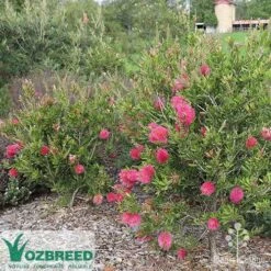 Callistemon Fluro Burst 24 Callistemon Fluro Burst -Green Plant Corner callistemon fluro burst bush
