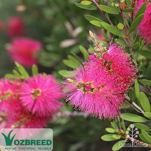 Callistemon Fluro Burst 3 Callistemon Fluro Burst