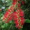 Callistemon Summer Days™ -Green Plant Corner callistemon for summer days