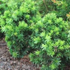 Callistemon Green John -Green Plant Corner callistemon green john 500