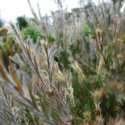 Callistemon Summer Days™ -Green Plant Corner callistemon summer days foliage