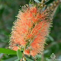 Callistemon Tangerine Dream -Green Plant Corner callistemon tangerine dream