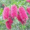 Callistemon Taree Pink -Green Plant Corner callistemon taree pink