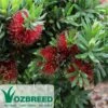 Callistemon Better John -Green Plant Corner callistemon better john flower