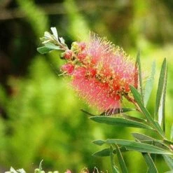 Callistemon Pink Champagne -Green Plant Corner callistemon pink champagne 5
