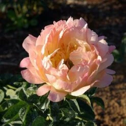 Peony Canary Brilliants - 1 Bulb -Green Plant Corner canary brilliants 2