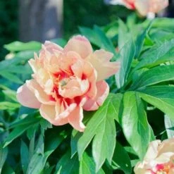 Peony Canary Brilliants - 1 Bulb -Green Plant Corner canary brilliants