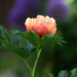 Peony Canary Brilliants - 1 Bulb -Green Plant Corner canary brilliants bud