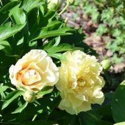 Peony Canary Brilliants - 1 Bulb -Green Plant Corner canary brilliants fd richards flickr