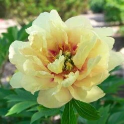 Peony Canary Brilliants - 1 Bulb -Green Plant Corner canary brilliants fd richards flickr 3