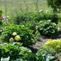 Peony Canary Brilliants - 1 Bulb -Green Plant Corner canary brilliants fd richards flickr garden