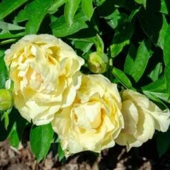 Peony Canary Brilliants - 1 Bulb -Green Plant Corner canary brilliants fd richards flickr2